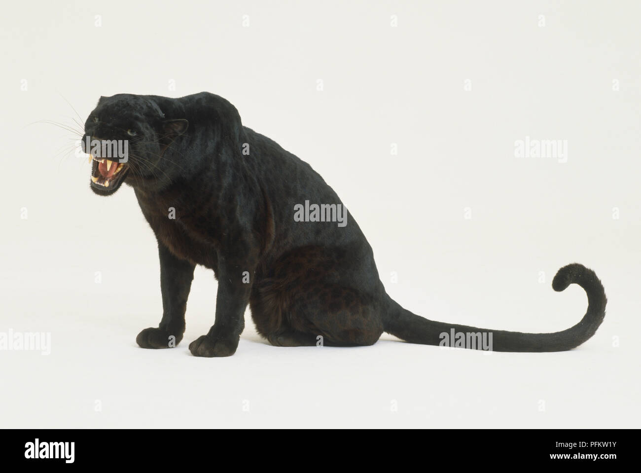 Sitting Black Leopard or Black Panther (Panthera pardus) roaring and baring its teeth, side view. Stock Photo