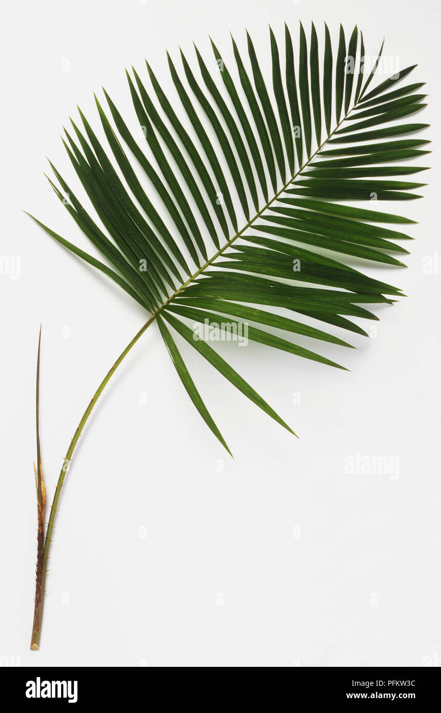 Steriphoma pardoxum, leaf of Rattan Palm Stock Photo