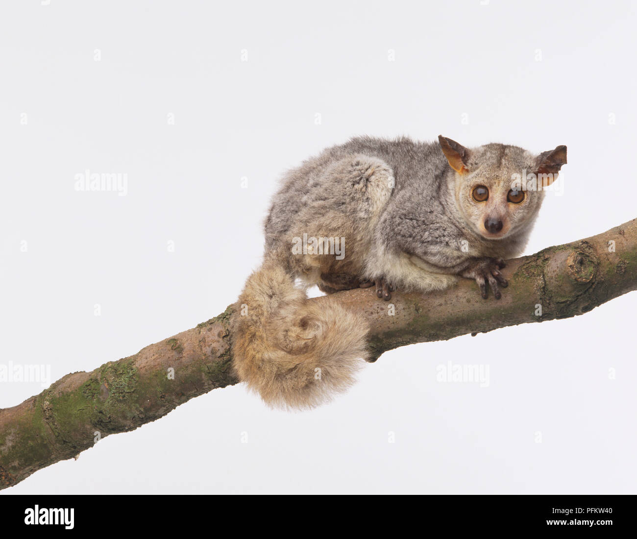 Thick-tailed Galago or Bushbaby (galago crassicaudatus) perched on tree branch Stock Photo