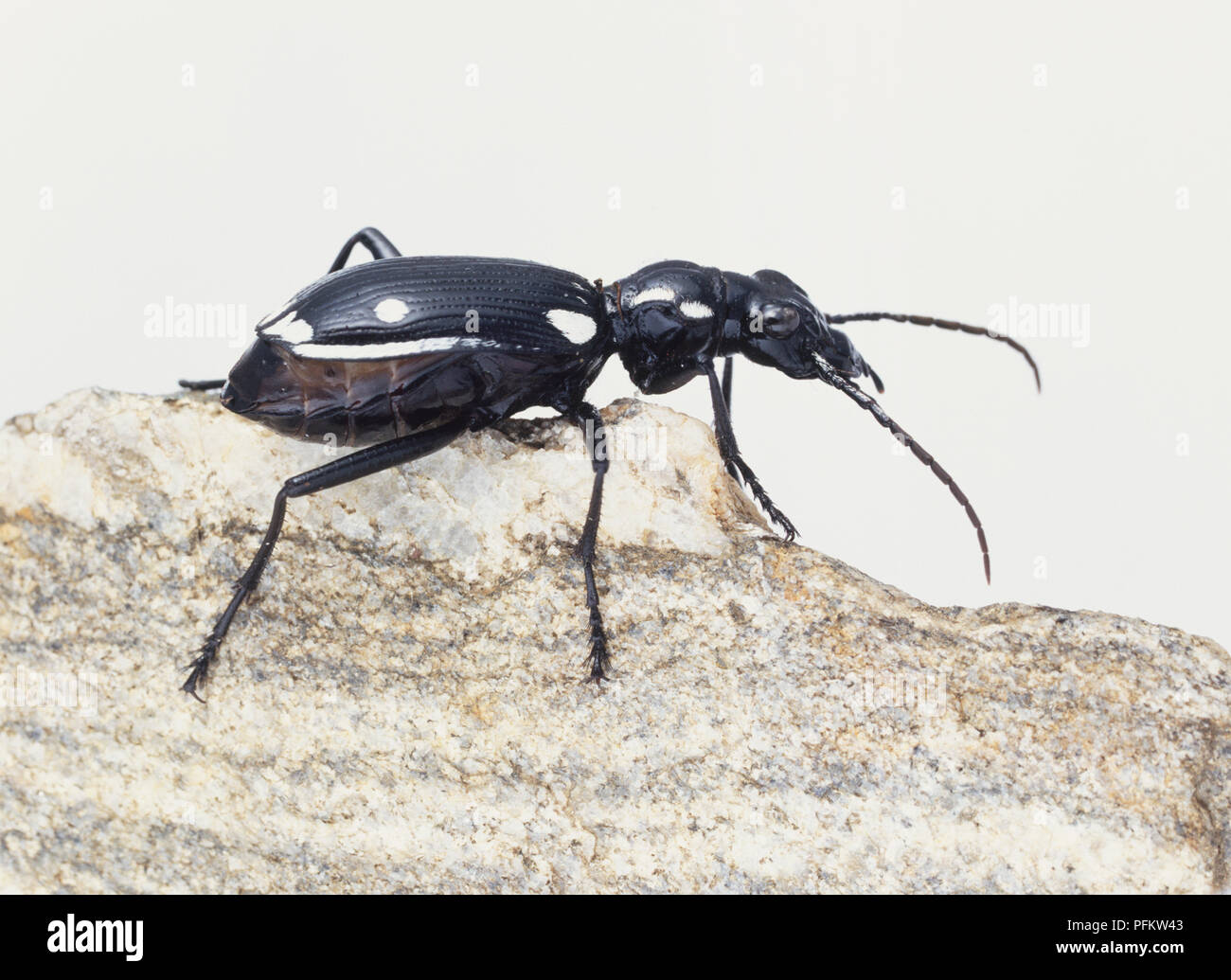 Domino Beetle, Anthia duodecimguttata, on a stone. Stock Photo