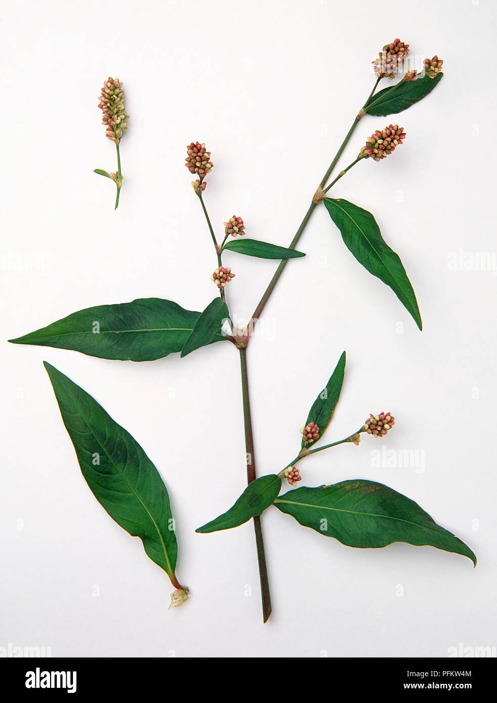 Persicaria maculosa (Redshank), stem with flowers and leaves, separate leaf and flower head Stock Photo