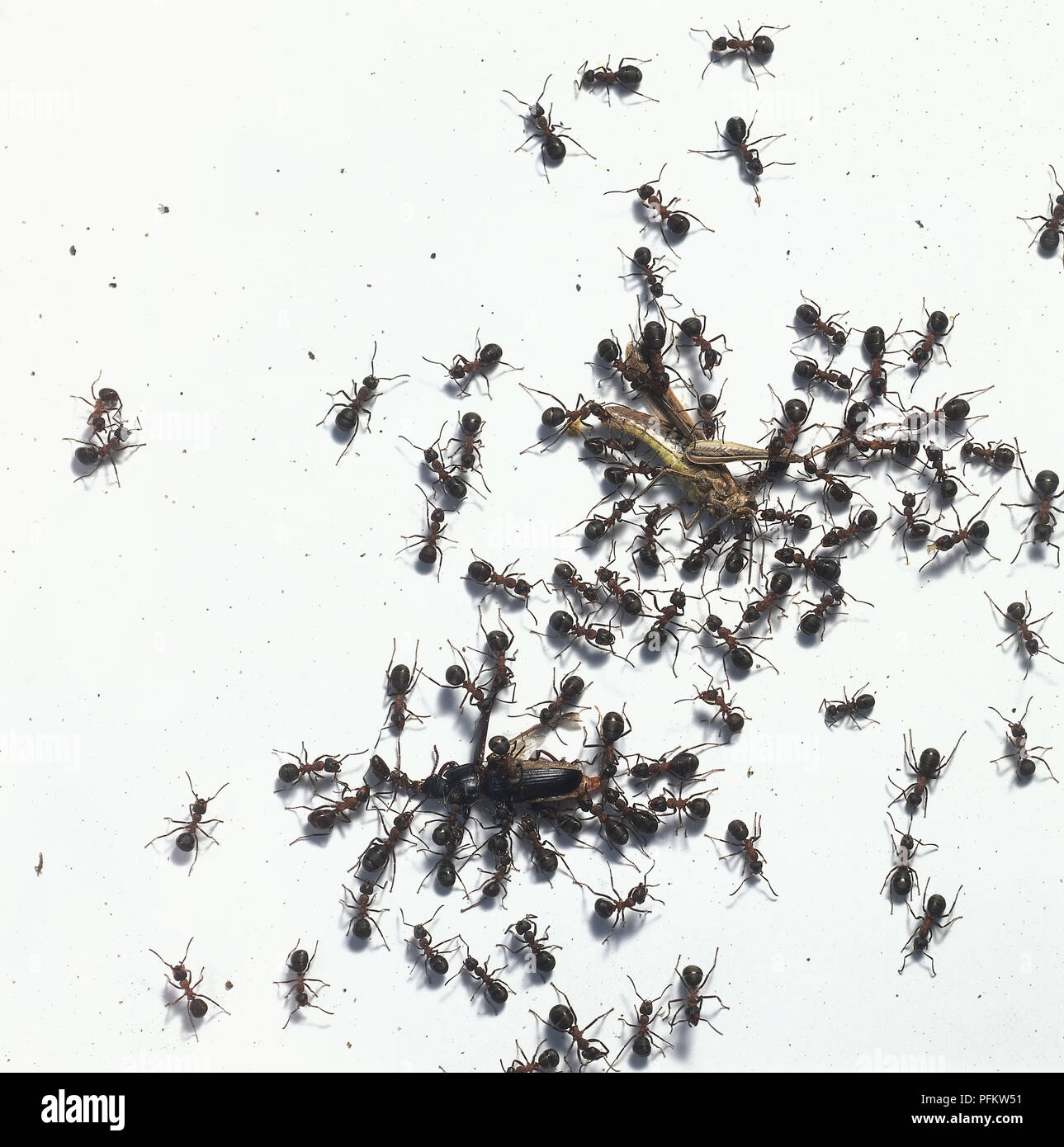 Group of wood ants attacking beetle. Stock Photo