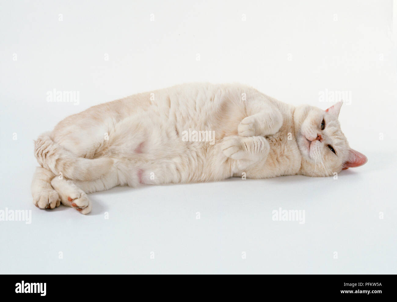 Red Tipped British shorthaired cat lying on its side, showing white underparts and tipping tail. Stock Photo