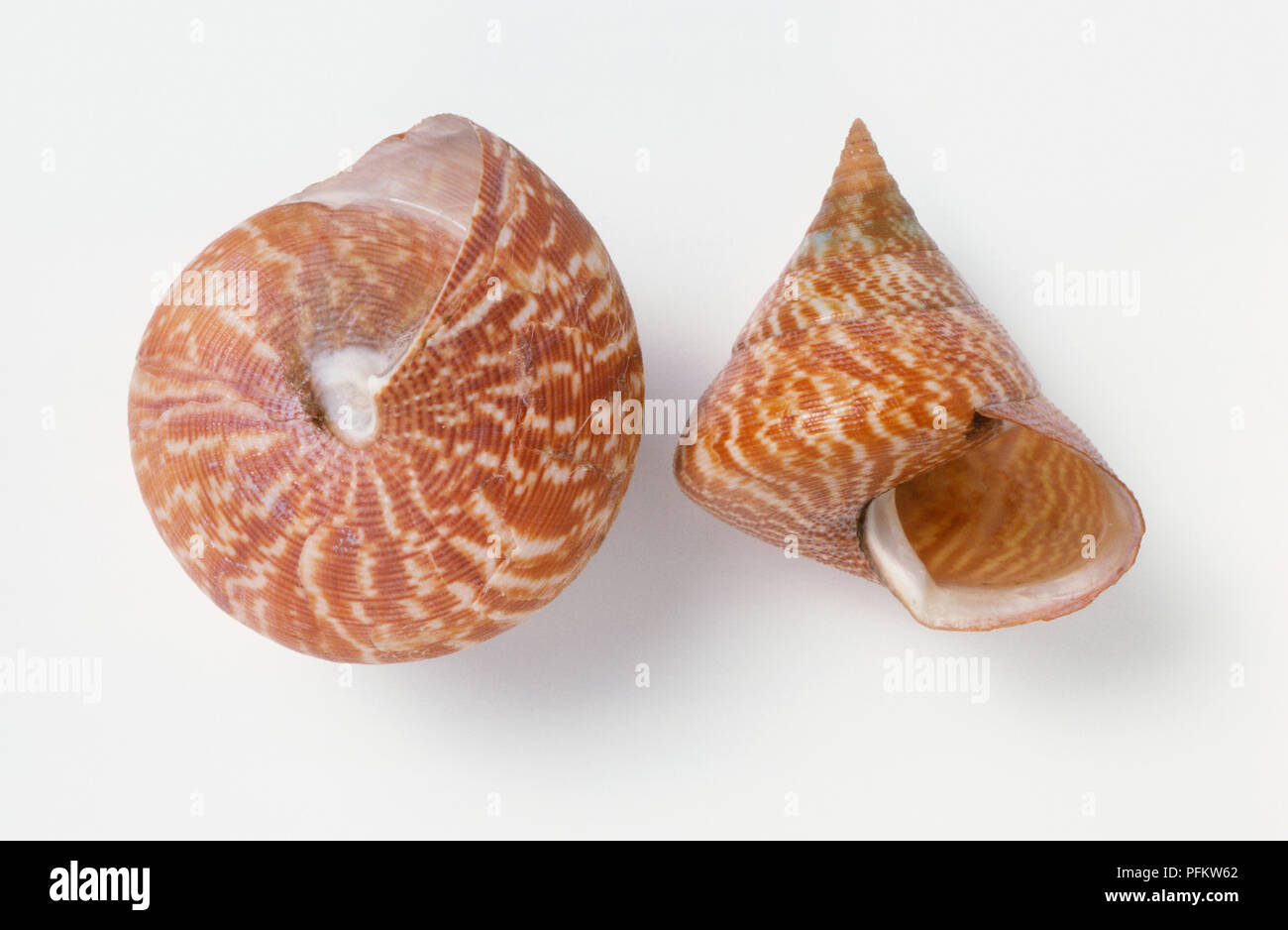 Side and underside view of Tiger maurea shell (Maurea tigris) Stock Photo
