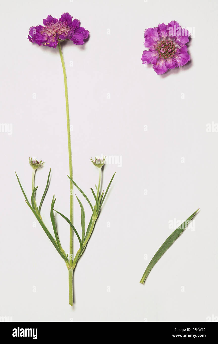 Scabiosa graminifolia stem with opposite linear leaves long thin stem and single flower with pink-purple petals. Stock Photo