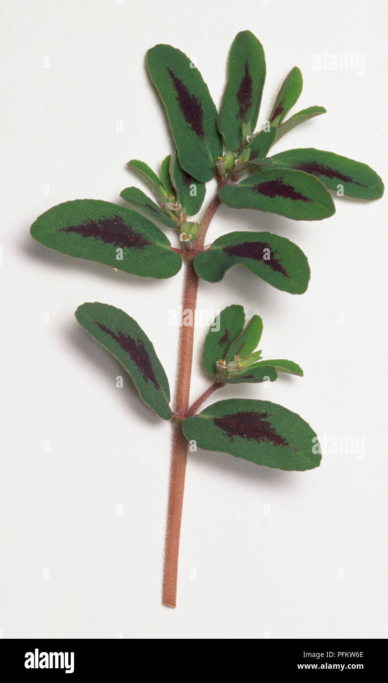 Euphorbia maculata paddle-shaped dark green leaves with brown markings. Stock Photo