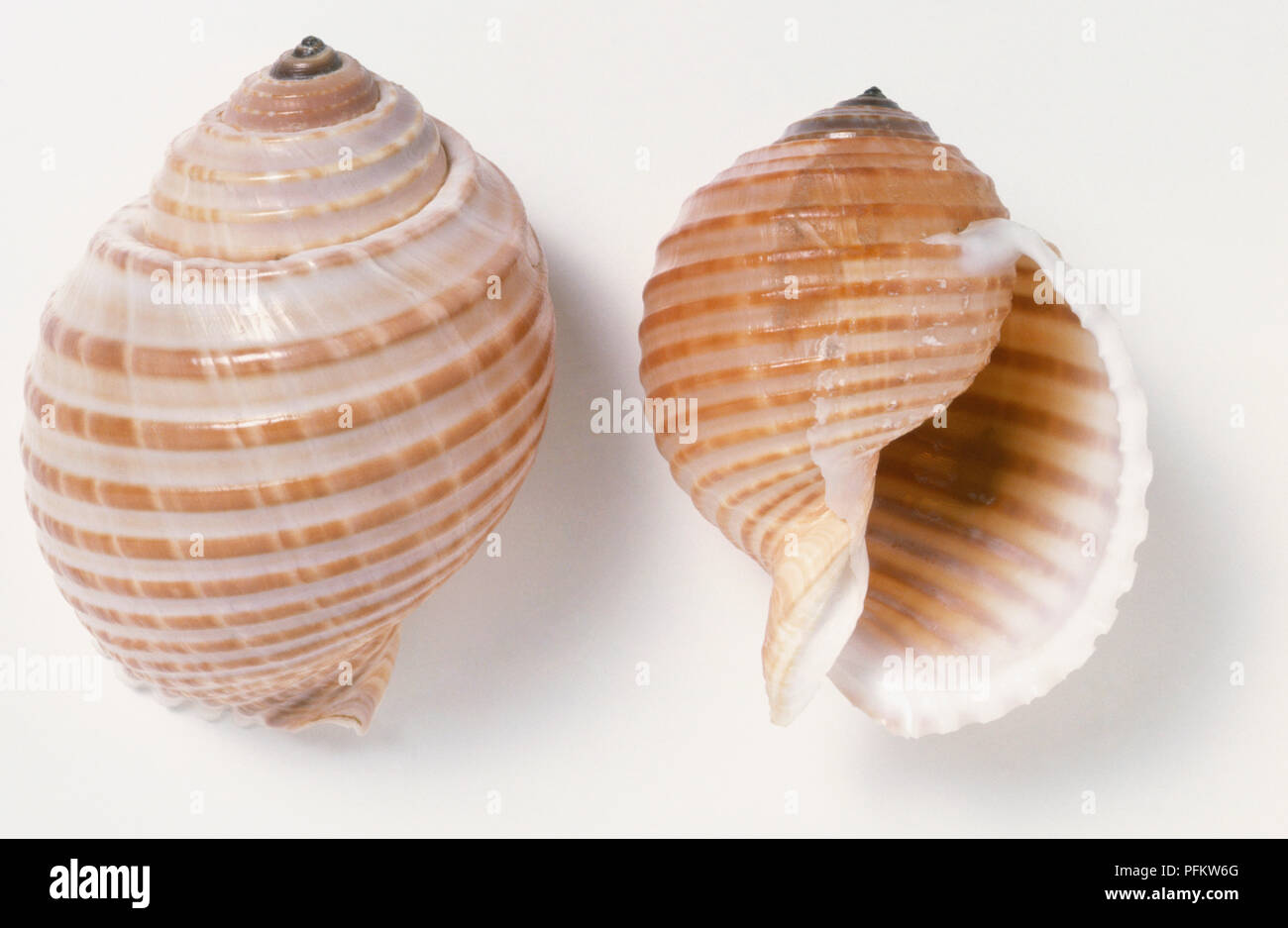 Two Costate Tun shells (Tonna allium), close up Stock Photo - Alamy