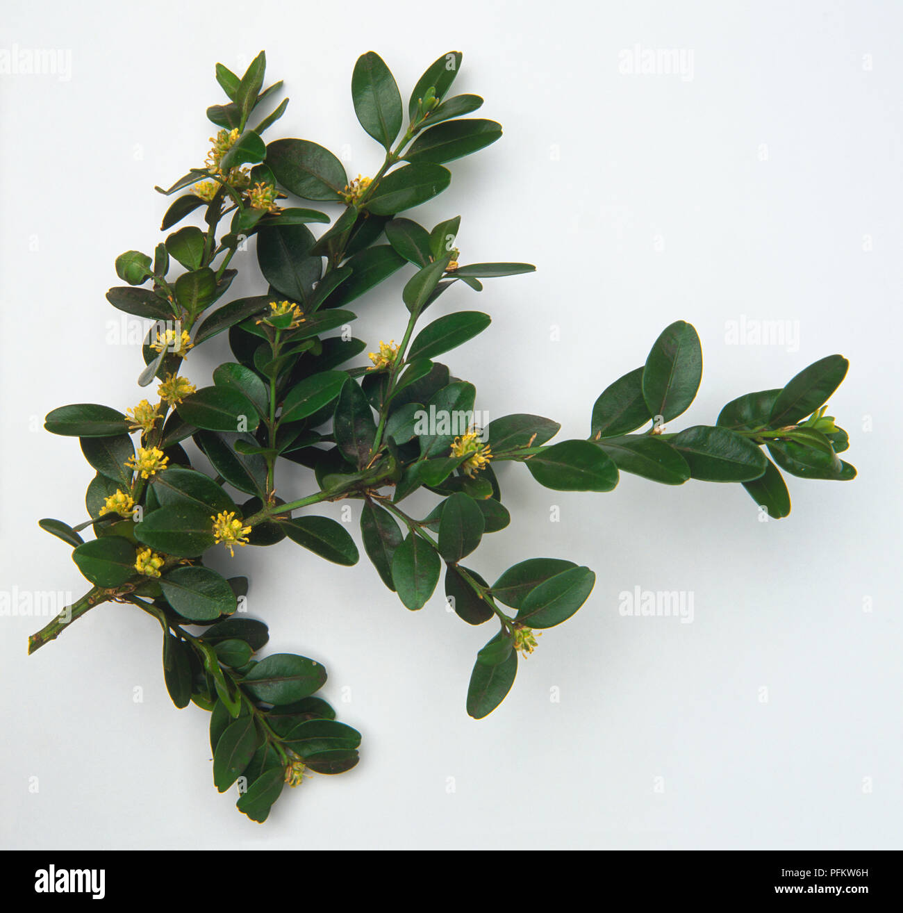 Buxus sempervirens, box, dark green leathery shiny leaves. Stock Photo