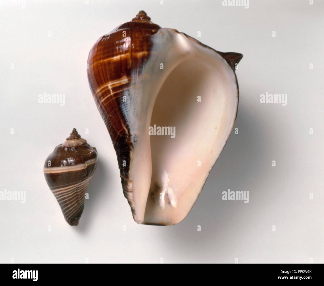 Large and small Pacific Crown Conch (Melongena patula) shells Stock Photo