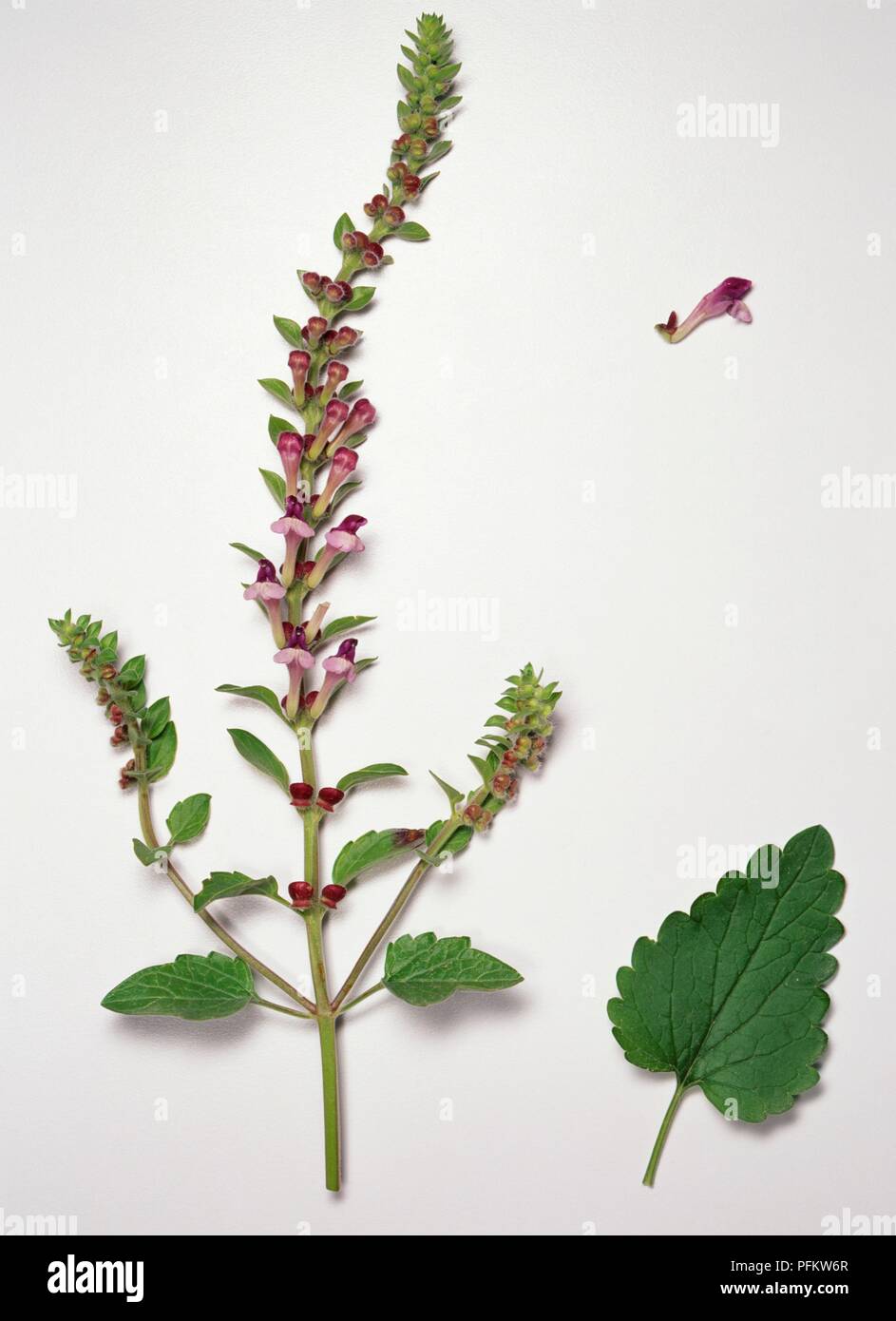 Scutellaria columnae (Skullcap) with small pink flower, green buds and leaves on long ste, separate flowere and toothed leaf Stock Photo
