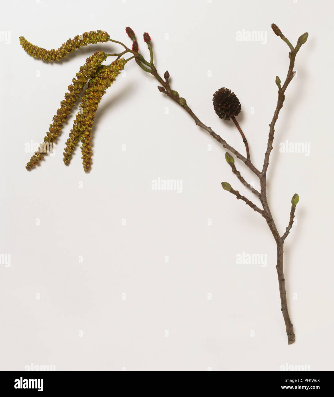Branch from Alnus cordata (Italian alder) with yellow-brown male catkins, small, female catkins, and a single, brown fruit Stock Photo