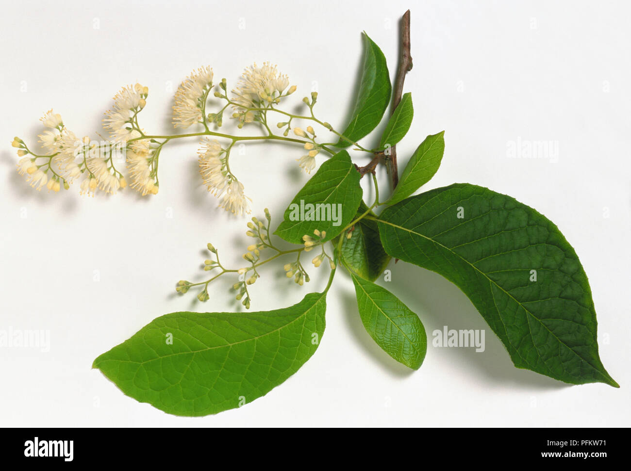 Styracaceae, Pterostyrax hispida, Epaulette Tree, branch tip with long, bright leaves, and distinctly- shaped, drooping clusters of white flowers with conspicuous stamens, in hanging panicles. Stock Photo