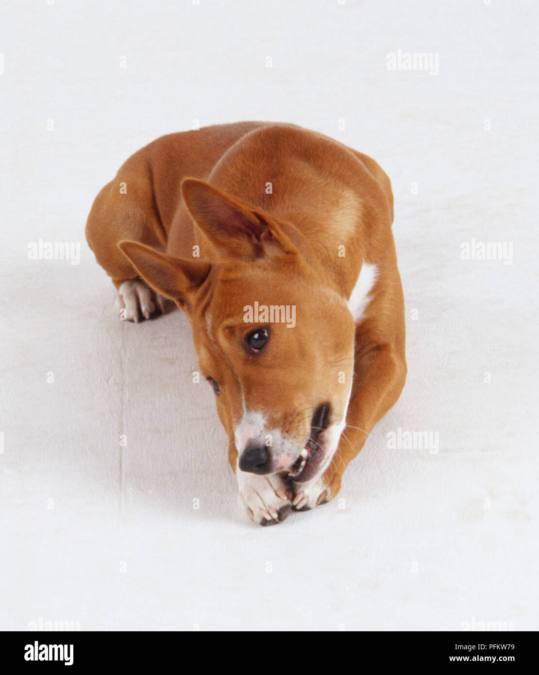 A reddish brown basenji dog with pricked up ears chews on a toy or bone while lying down. Stock Photo