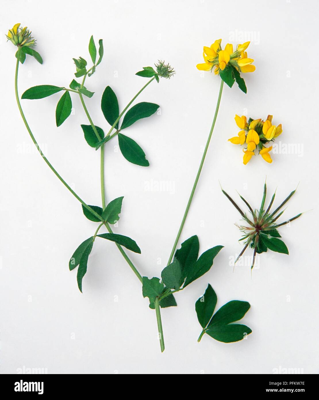 Lotus pedunculatus (Greater bird's-foot trefoil), stems with yellow flowers, and separately, flower head with brownish black fruit Stock Photo