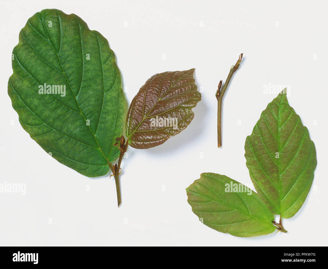 Hamamelis virginiana, Virginian Witch Hazel, leaves from witch hazel shrub. Stock Photo