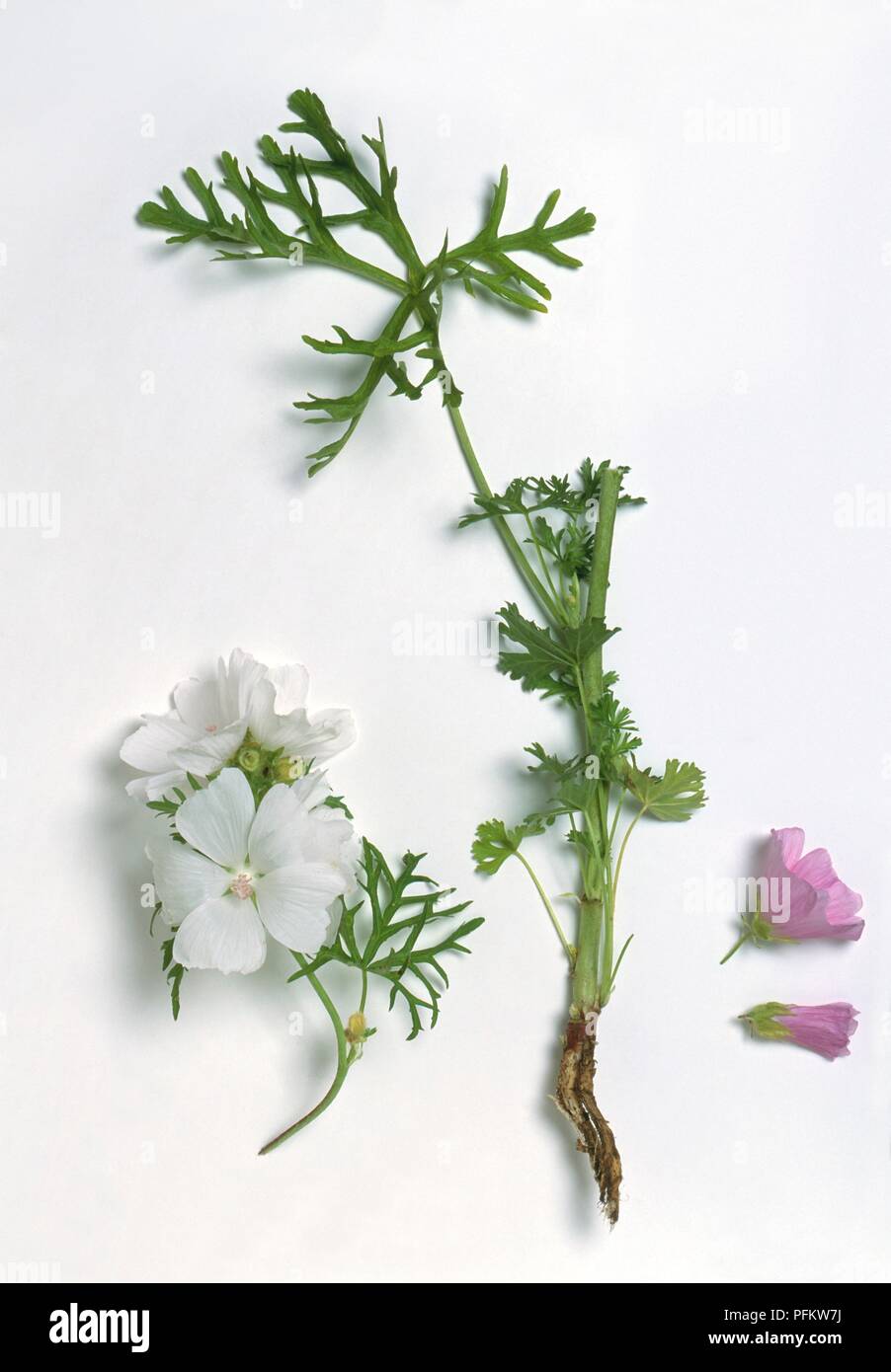 Malva moschata (Musk mallow), flowers, leaves, and root Stock Photo - Alamy