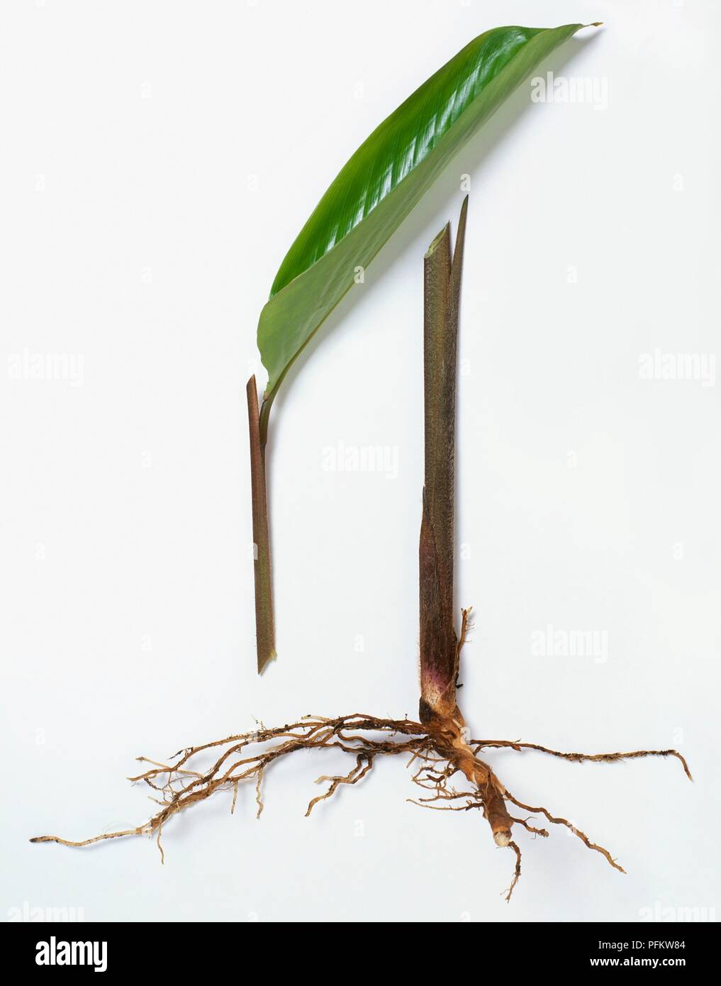 Leaf, stem and roots from Maranta arundinacea (Arrowroot) Stock Photo