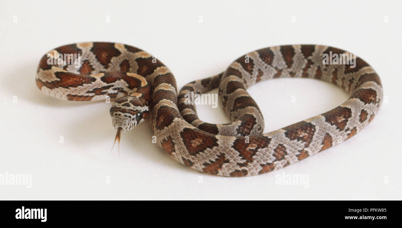 Loosely curled Corn Snake, brown and beige diamond pattern with tongue