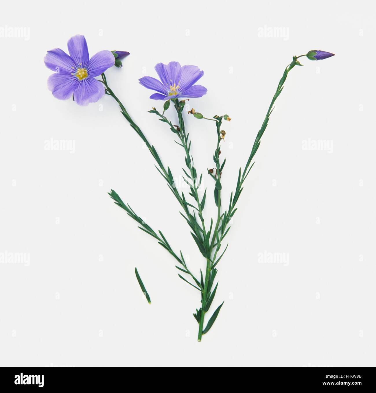 Linum catharticum (Fairy flax), stems with blue flowers, buds and tiny fruit capsules Stock Photo