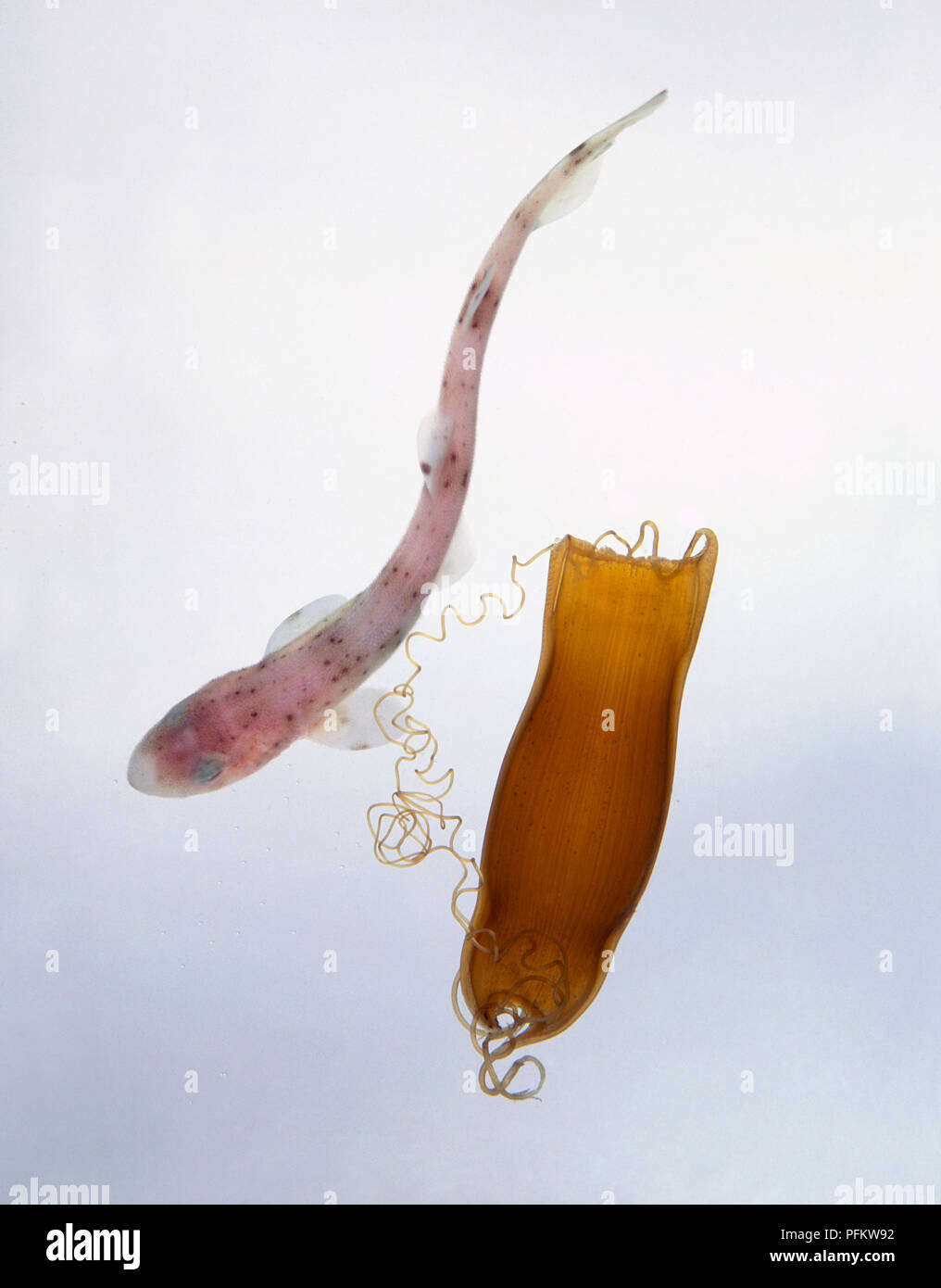 Lesser spotted dogfish (Scyliorhinus canicula) hatched from its egg case Stock Photo