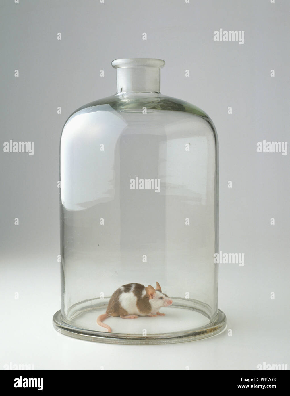 Mouse in glass jar Stock Photo Alamy