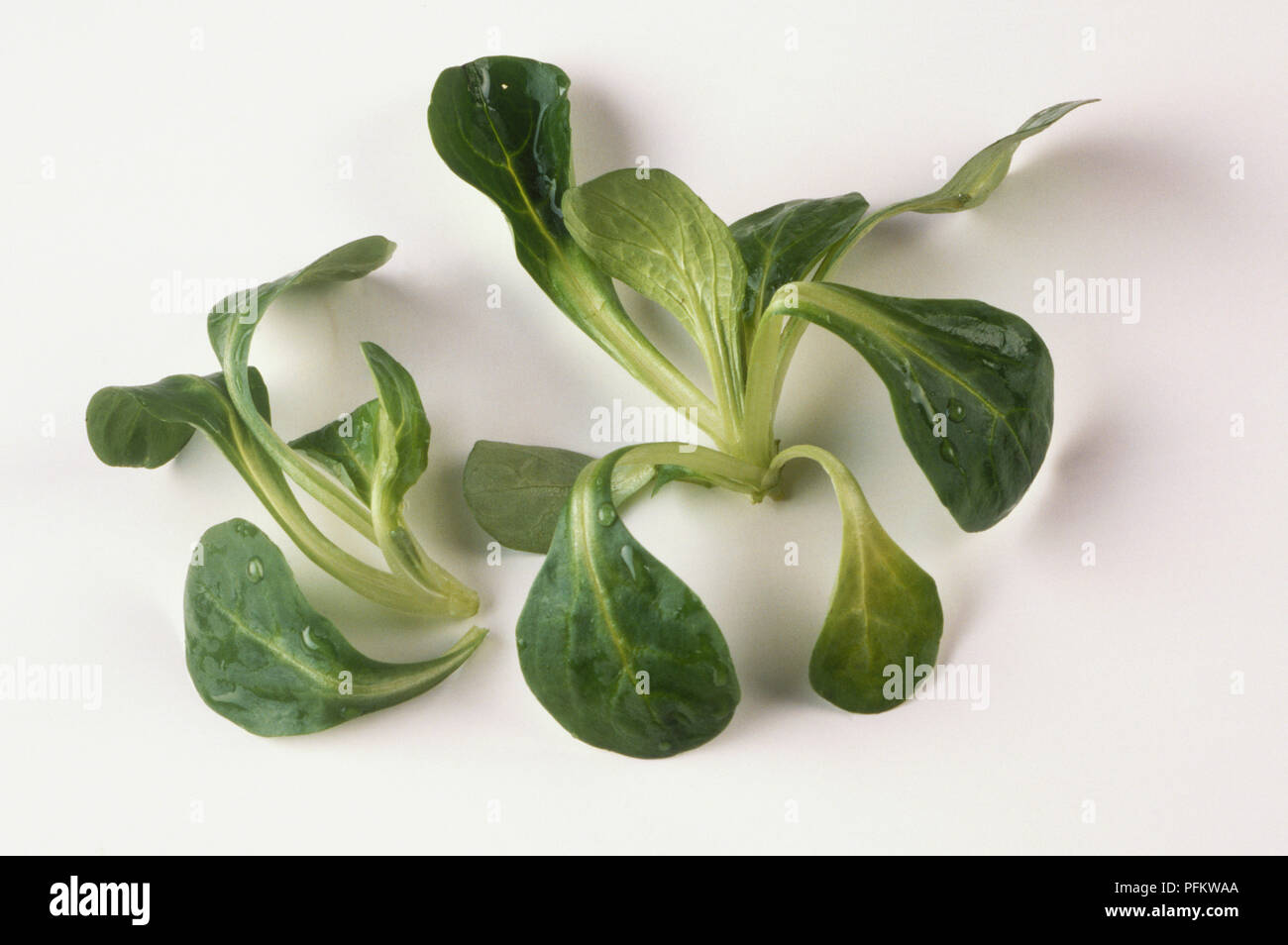 Clustered, spoon-shaped, green leaves of Valerianella locusta, Lamb's Lettuce Stock Photo