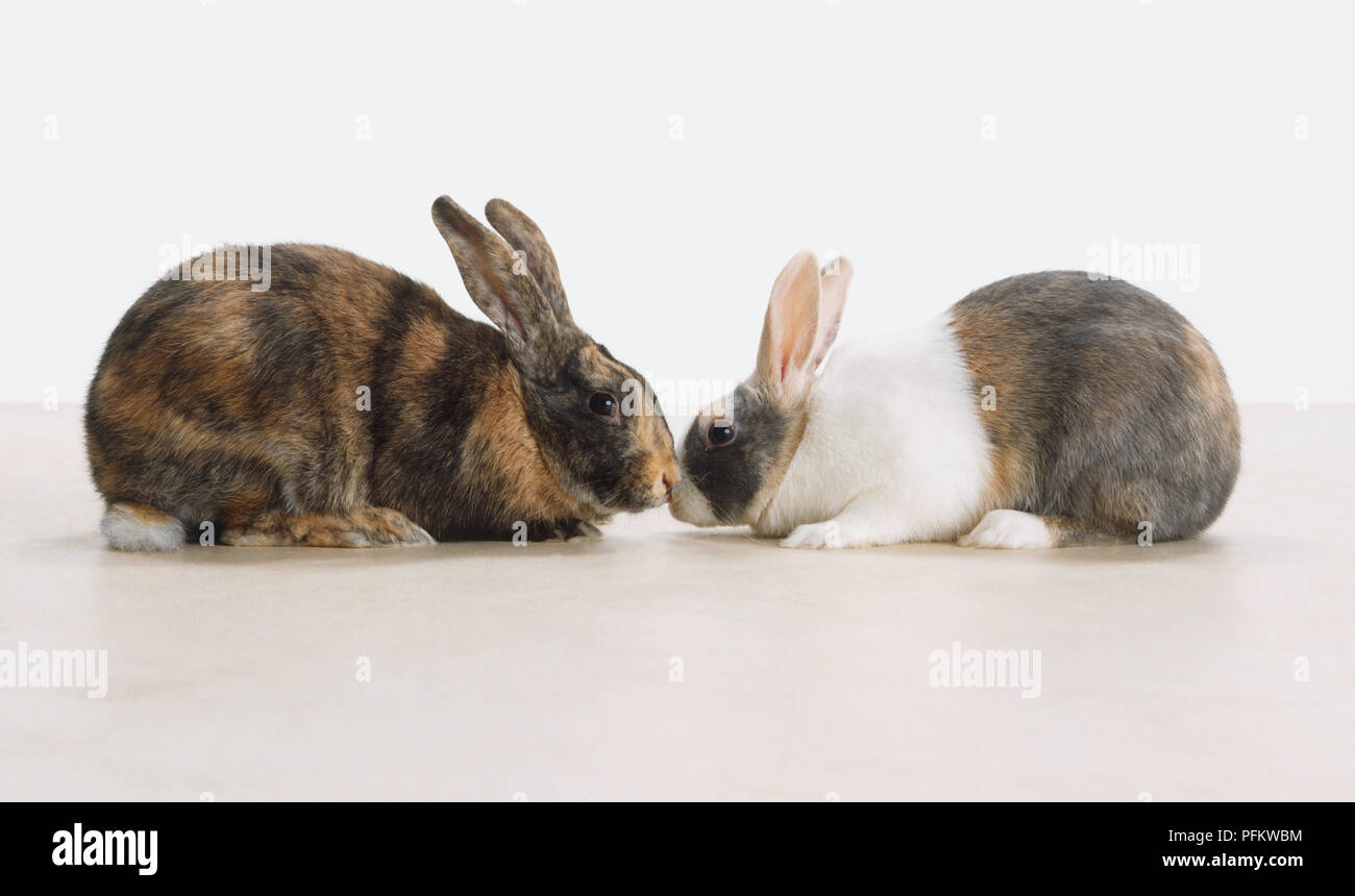 Two Rabbits (Leporidae) facing each other, rubbing noses, side view ...