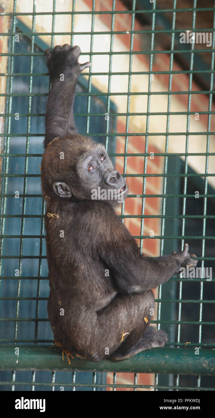 Infant Gorilla climbing on metal bars, long fingers gripping small bars, back to camera, looking over its shoulder towards camera. Stock Photo