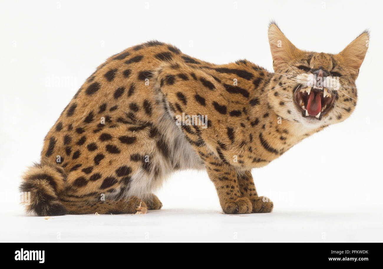 Serval (Leptailurus serval) baring teeth Stock Photo