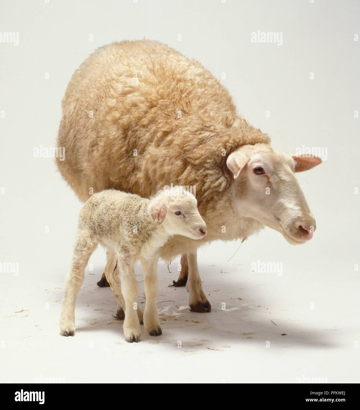 Newborn lamb, 1 day old, long slender legs, cream coloured woolly coat