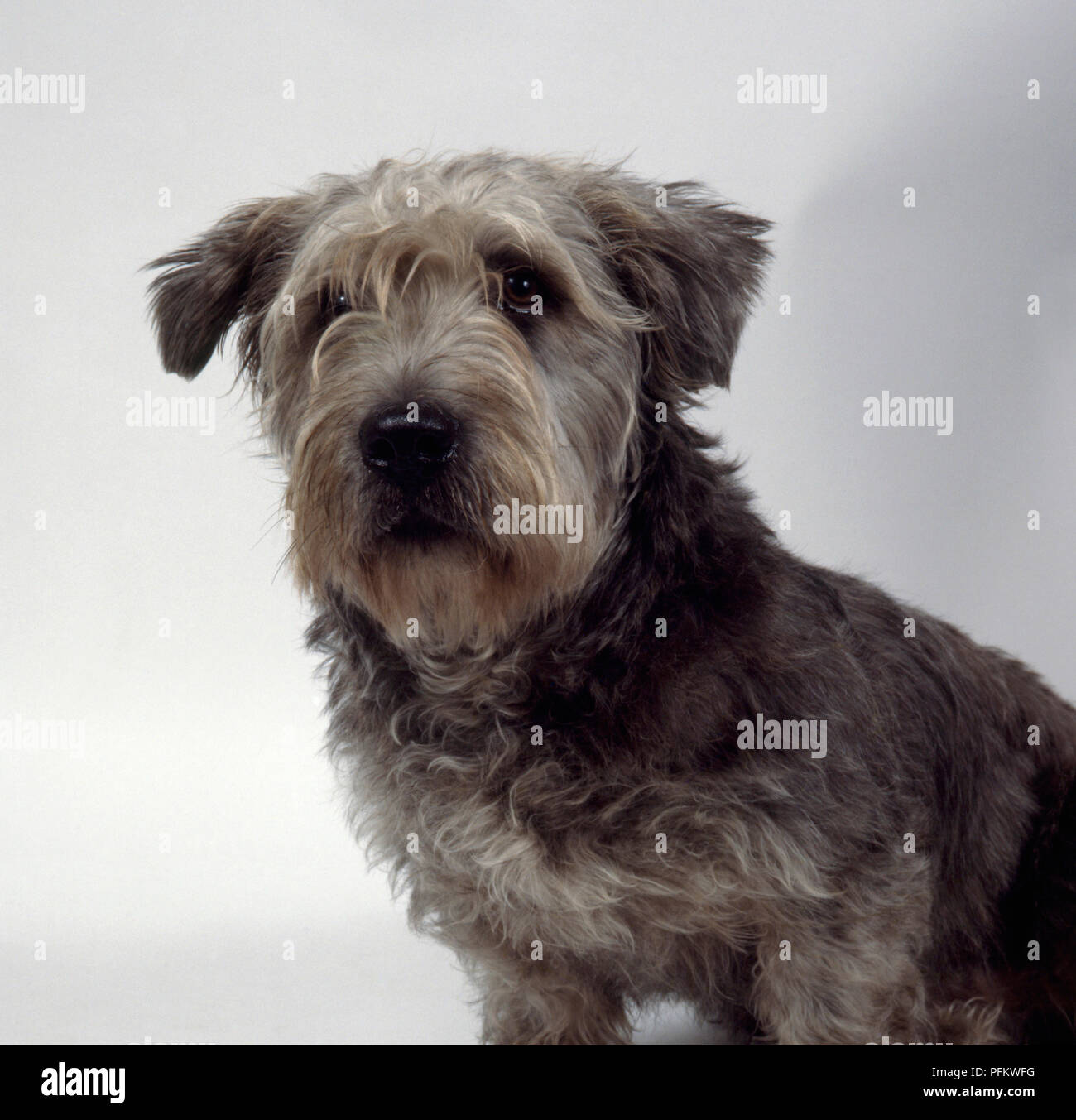 Glen of imaal terrier hi-res stock photography and images - Alamy