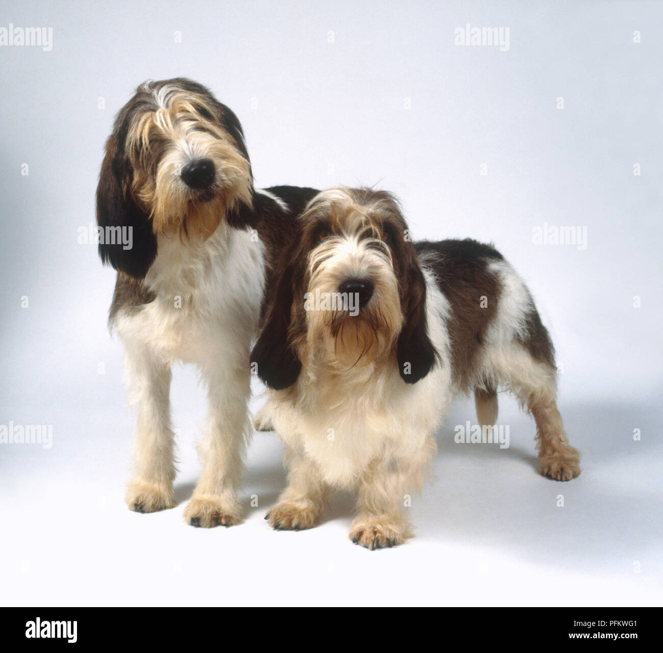 Grand Basset Griffon Vendéen High Resolution Stock Photography and Images -  Alamy