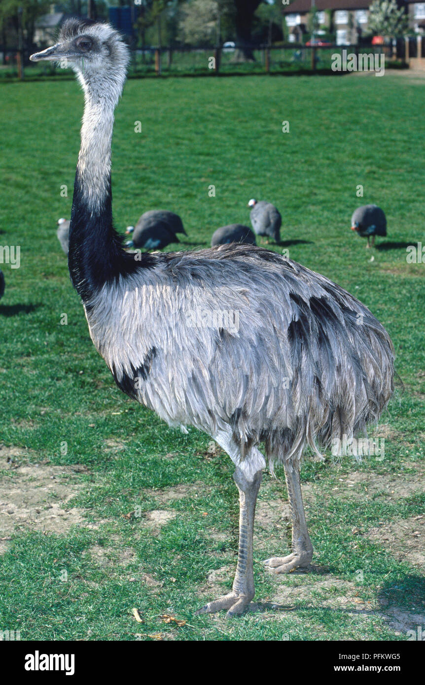 Side view of a Greater Rhea, a large, flightless bird, with head in profile, showing the feathers on the head, face and neck, loose, shaggy wing feathers, strong legs and short, thick toes. Stock Photo