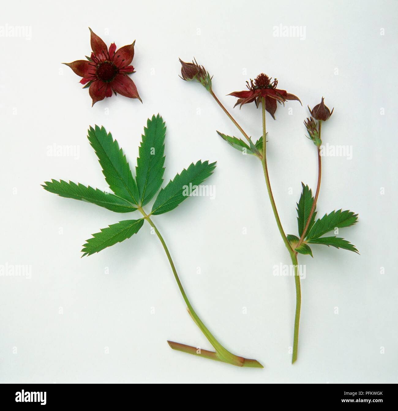 Potentilla palustris (Marsh cinquefoil), stems with flowers and leaves Stock Photo