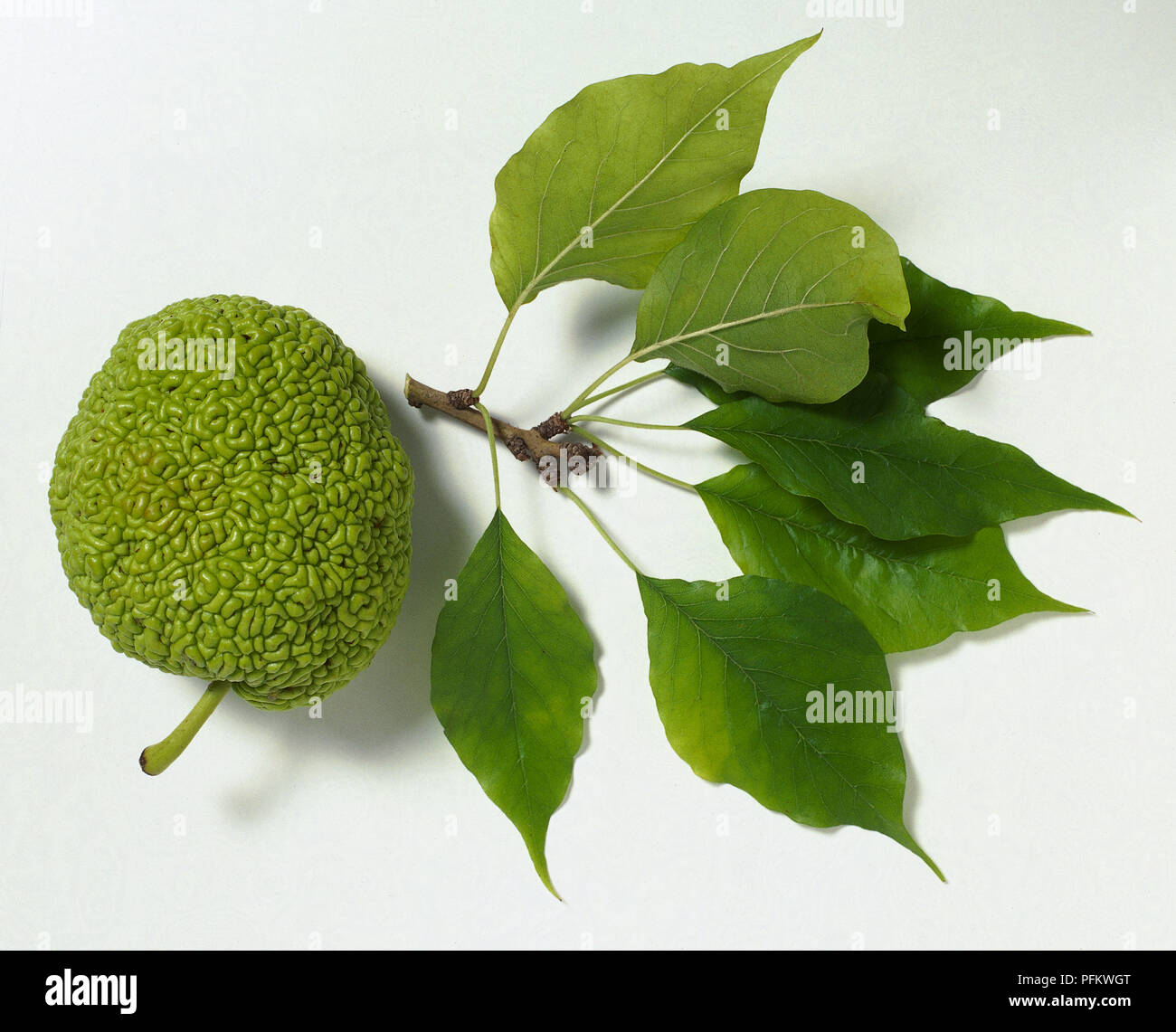 Tree stem with leaves from Maclura pomifera (Osage orange) Stock Photo