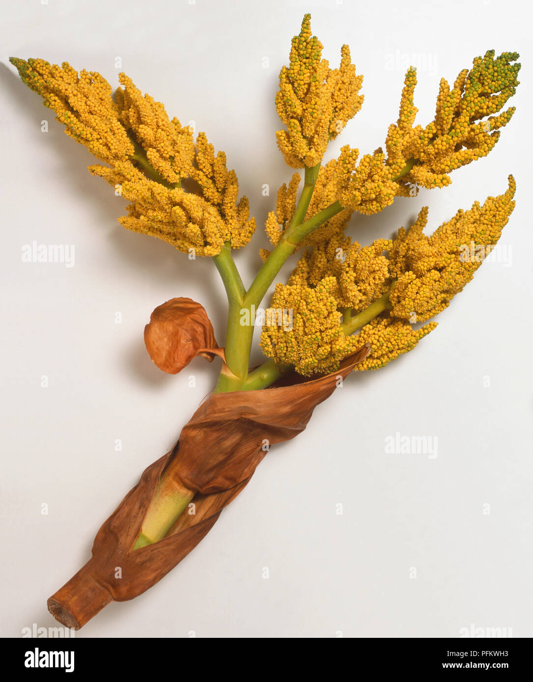 Palmae, Trachycarpus, fortunei, Chusan Palm, stalk covered with brown remnants of old leaves, and stout flower stalks with very small yellow flowers in drooping panicles. Stock Photo