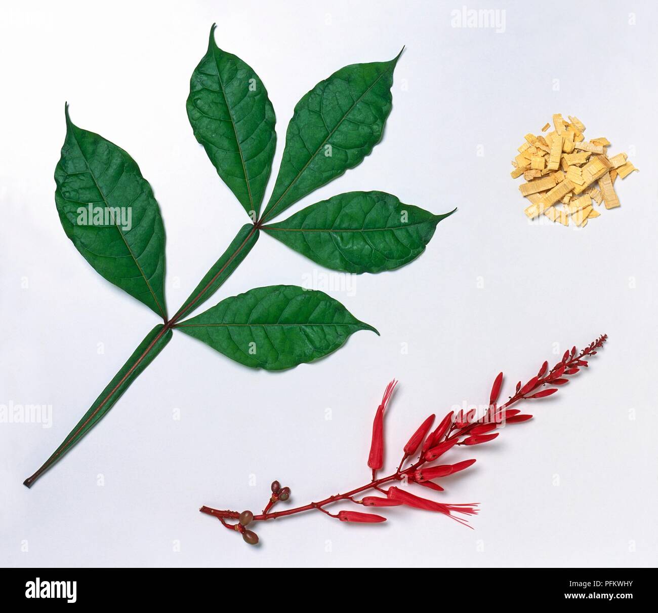 Quassia amara (Surinam quassia), flower, leaves and wood chippings