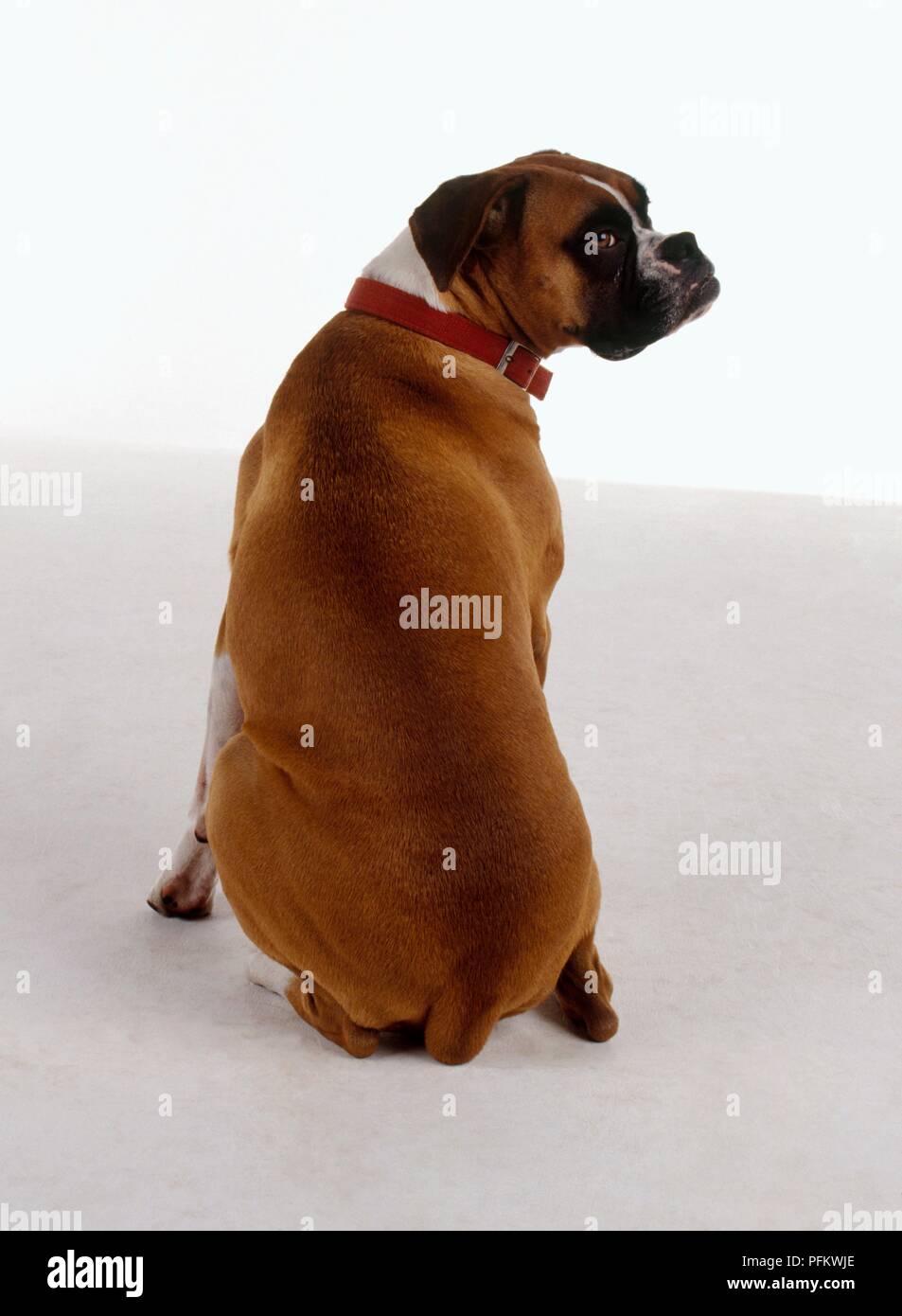 Why Do Boxers Like To Sit On You