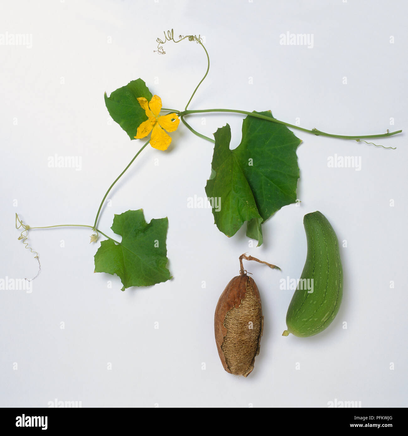 Flower, fruit, leaf and tendril from Luffa cylindrica (Smooth loofah) Stock Photo