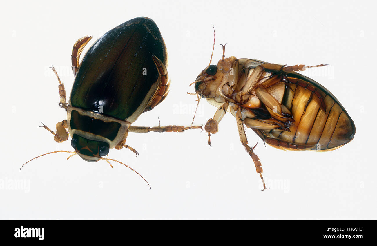 Great diving beetle (Dytiscus marginalis), view from above and upward view Stock Photo