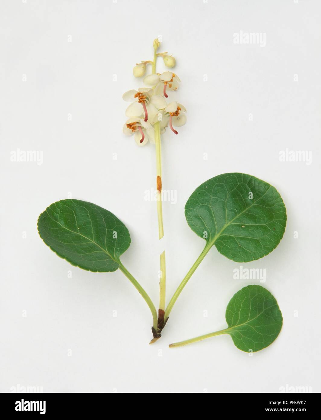 Pyrola rotundifolia (Round-leaved wintergreen), mounted perennial, stem with flowers and leaves Stock Photo