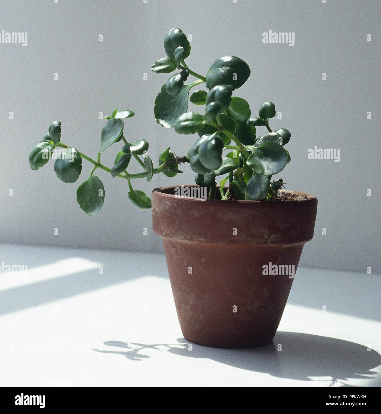 Plant leaning to one side as it grows towards light Stock Photo Alamy