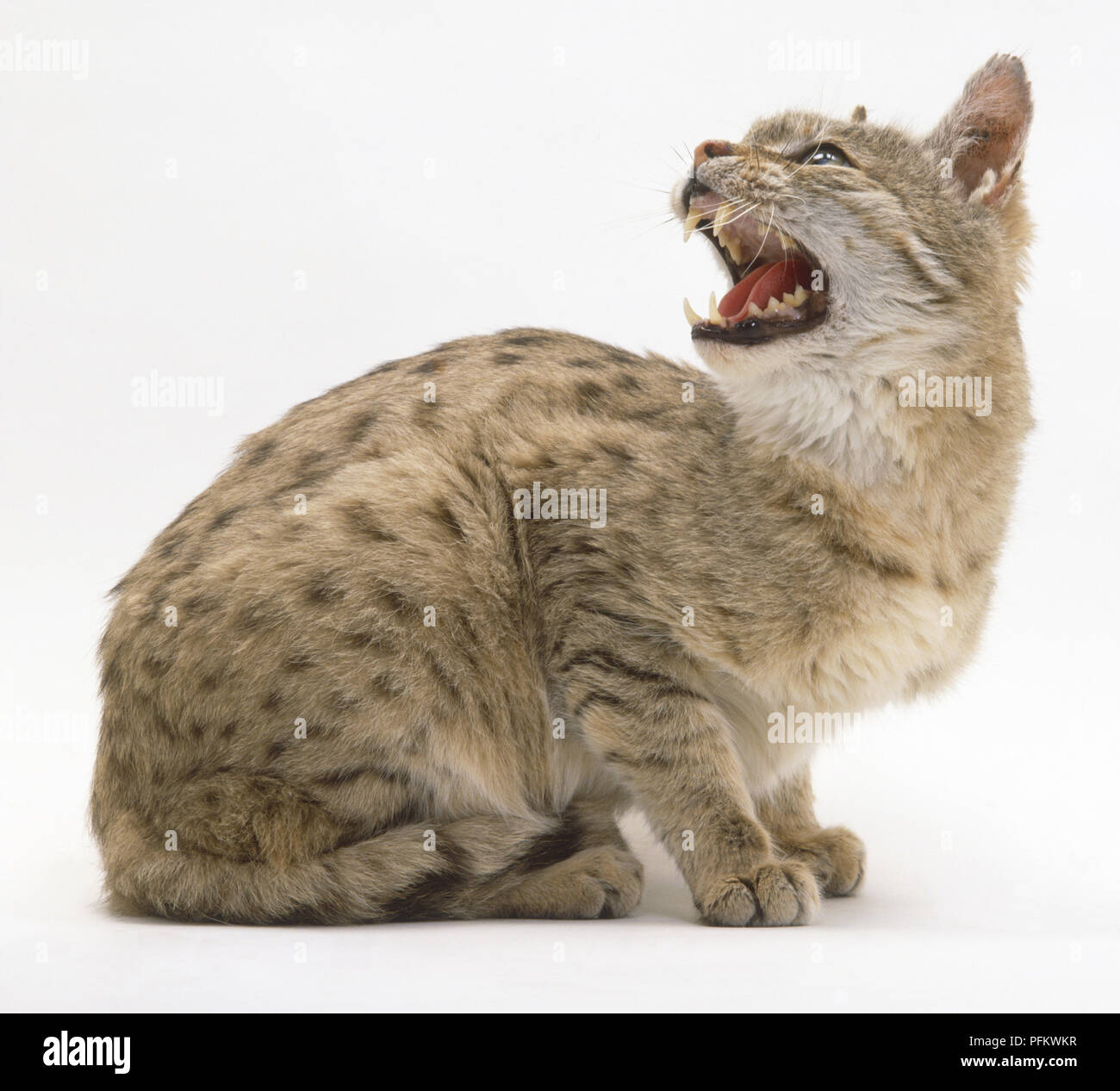 Indian Desert Cat (Felis silvestris ornata), sitting and turning its head backwards, baring its teeth, side view Stock Photo