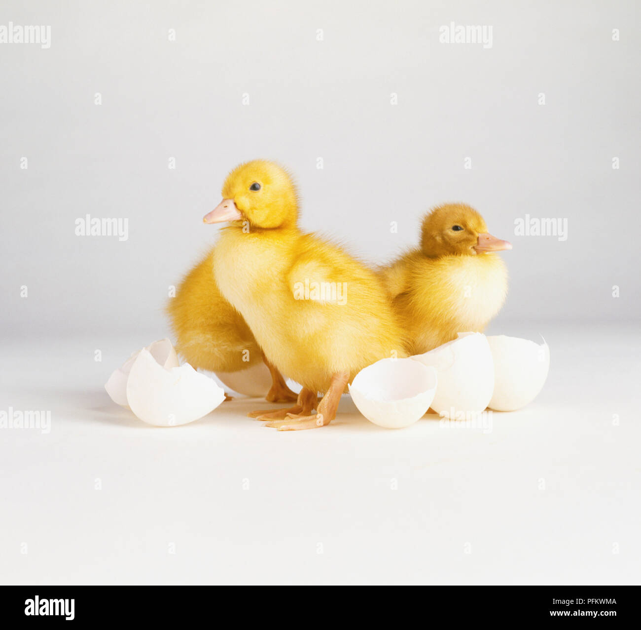 Three small yellow ducklings hatched from their shells Stock Photo - Alamy