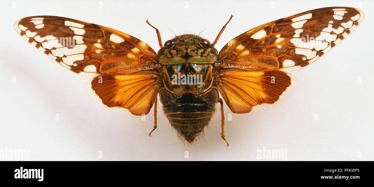 Pycna repanda, cicada, close up Stock Photo