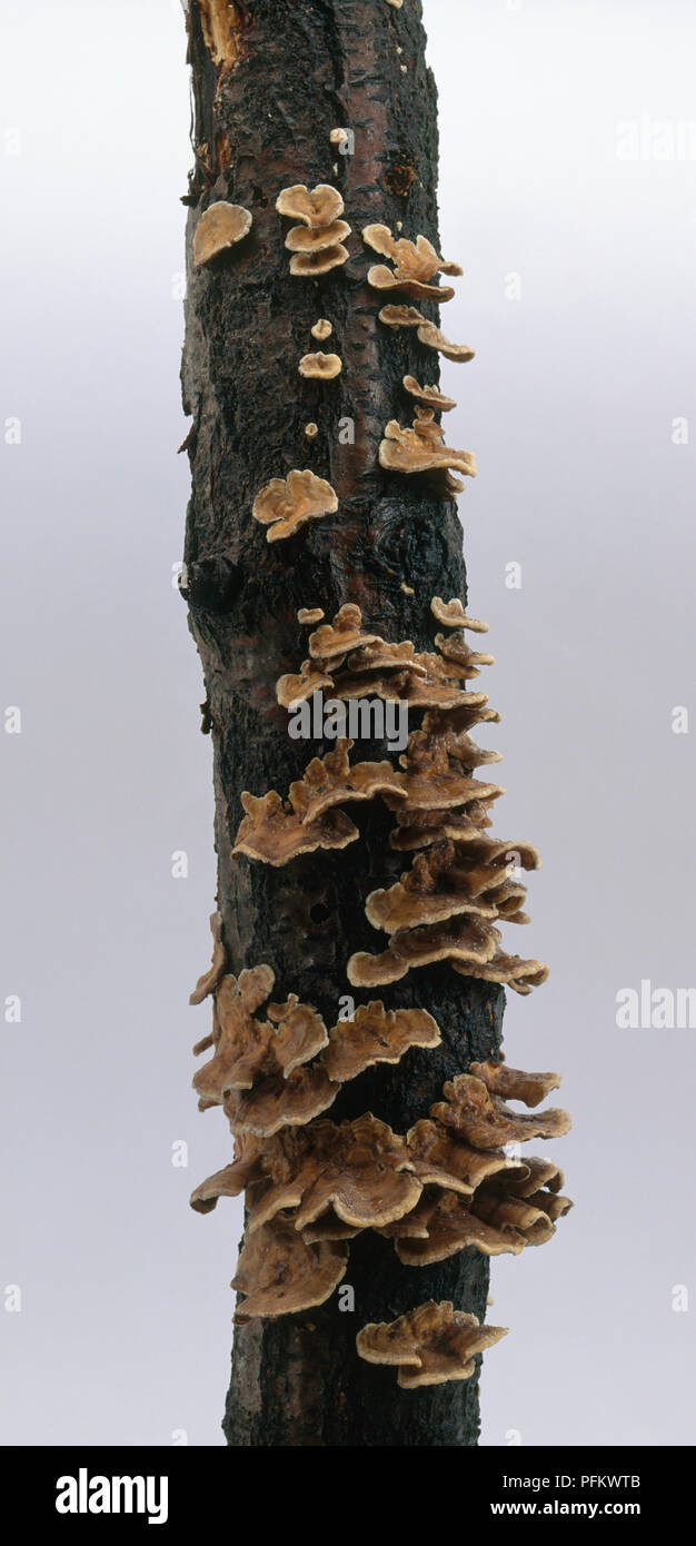 Ganoderma sp. (Bracket fungus) on tree trunk, close-up Stock Photo