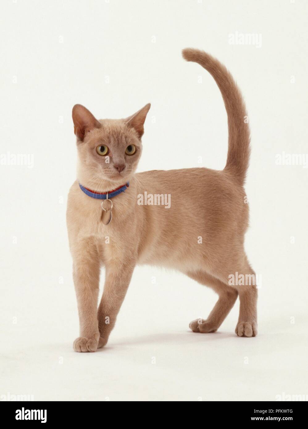 Lavender hotsell burmese cat