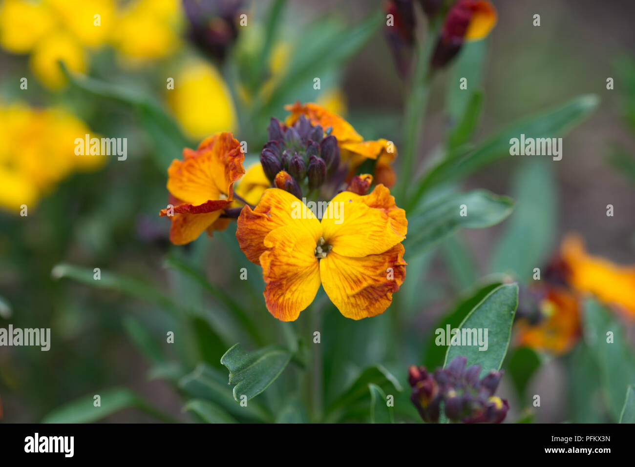 Page 11 - Bi Color Flower High Resolution Stock Photography and 