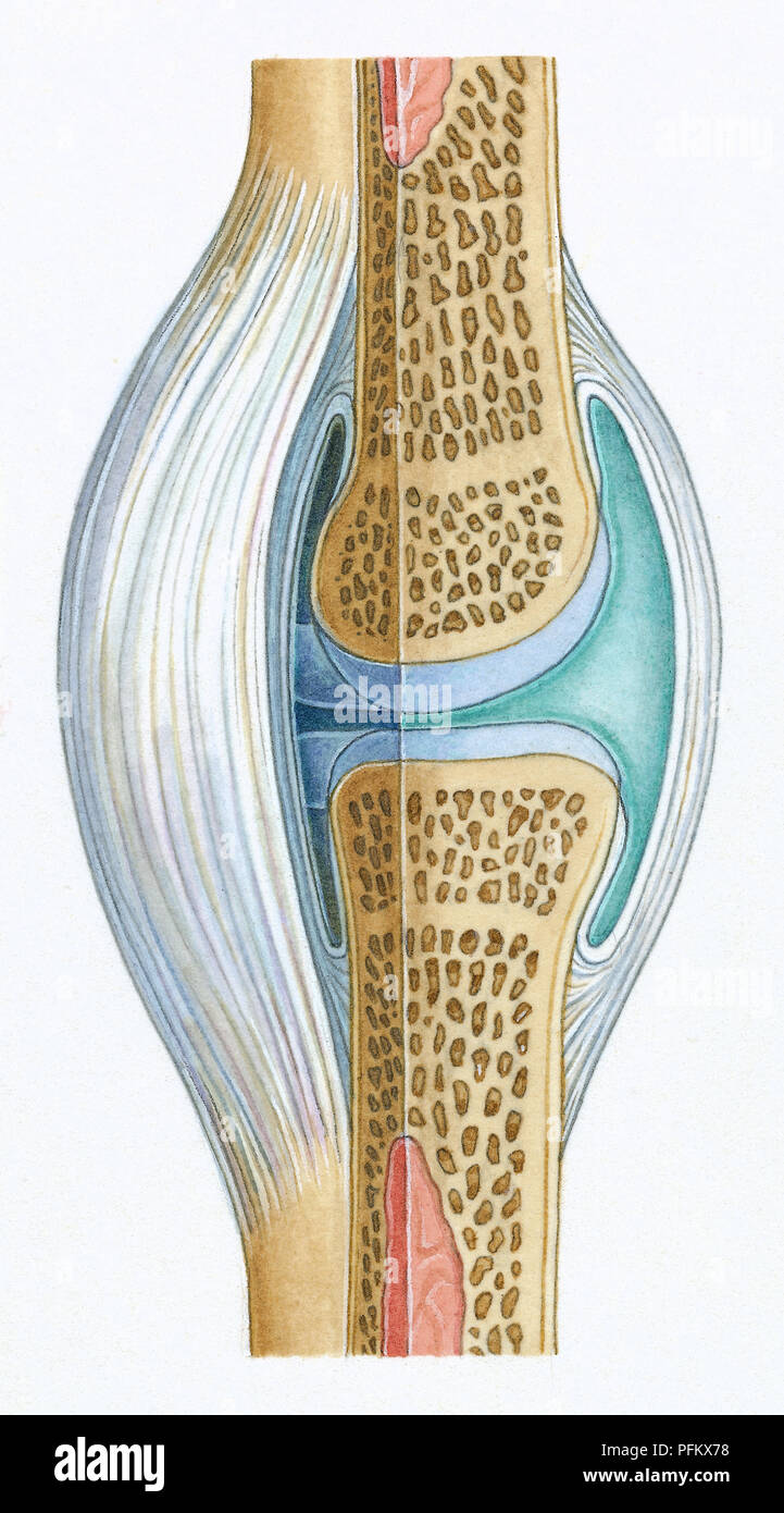 Synovial Fluid High Resolution Stock Photography and Images Biology Diagrams