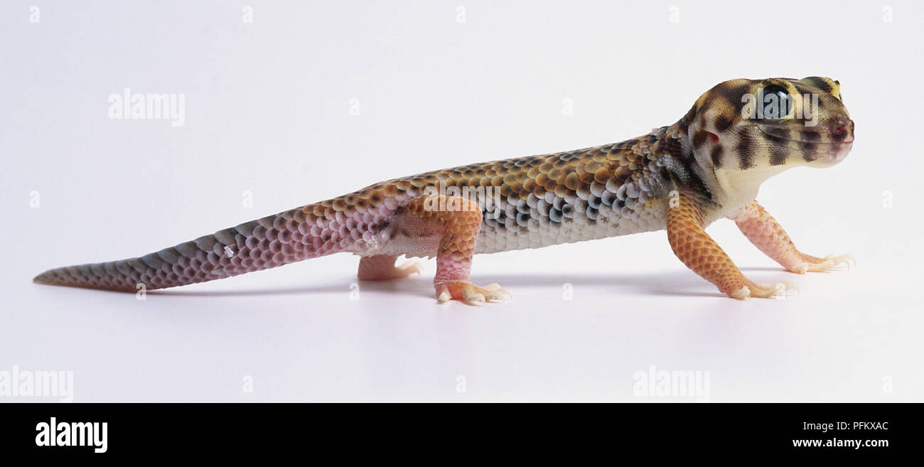 Also known as the Skink Gecko, this relatively large gecko has long legs, cylindrical body, a large, powerful head, and protruding eyes. Coloration consists of a pale sandy background with darker bands or stripes. Large tail scales rasp together. Stock Photo